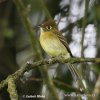 Yellowish Flycatcher