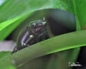 Yeşil-siyah zehirli ok kurbağası