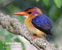 ygmy-Kingfisher African Pygmy Kingfisher