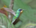 Žaliasis kolibris