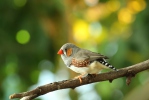 Zebra Finch