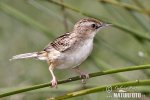 Zitting Cisticola