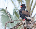 Đại bàng Bateleur