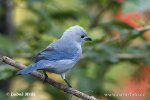 ソライロフウキンチョウ