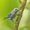 ソライロフウキンチョウ