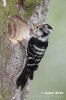 小斑啄木鸟
