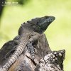 黑刺尾鬣蜥