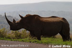 Бел носорог
