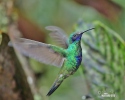 Сверкающий колибри