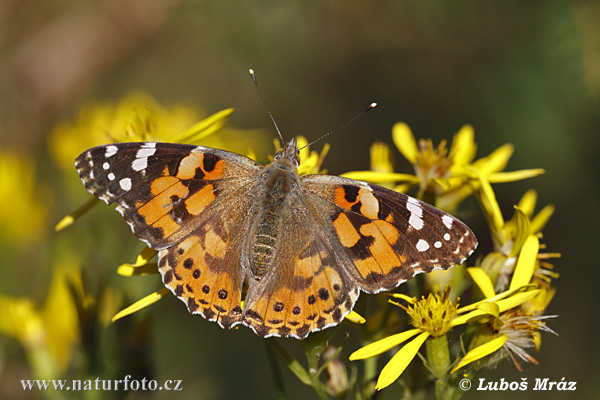 Tidselsommerfugl