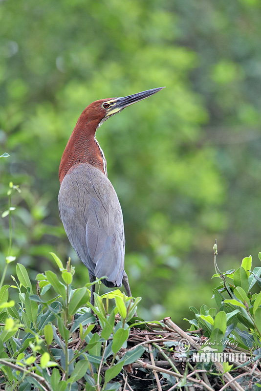 Tigrisoma lineatum