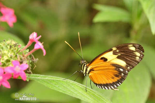 Tithorea harmonia