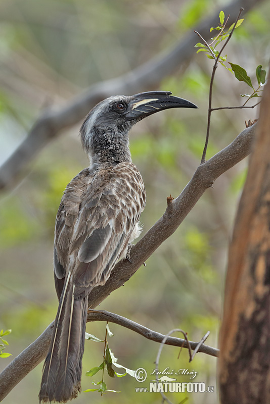 Tockus nasatus