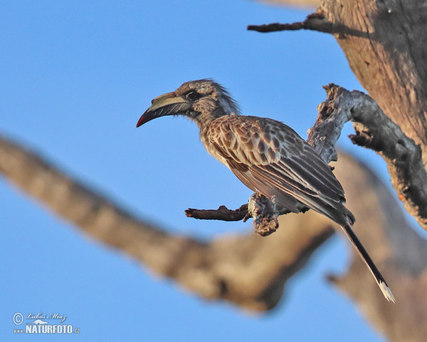 Tockus nasatus