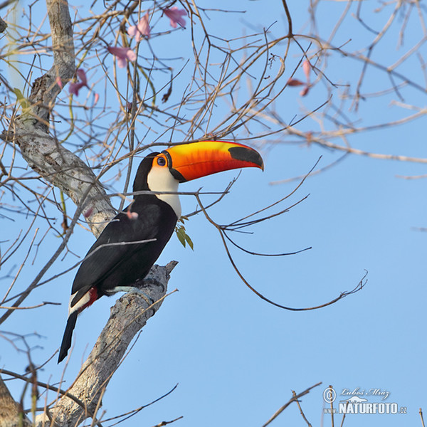 Toco Toucan (Ramphastos toco)