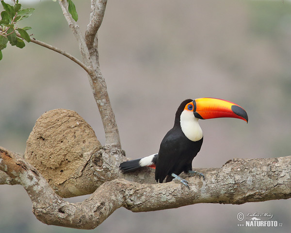 Toco Toucan (Ramphastos toco)