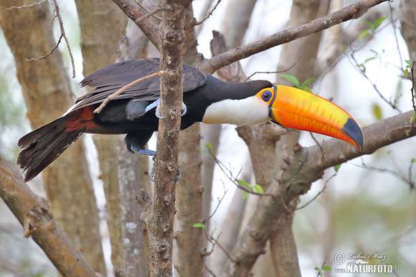 Toco Toucan (Ramphastos toco)