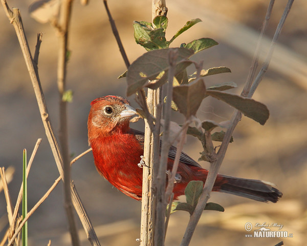 Tooth-billed Tanager (Piranga lutea)