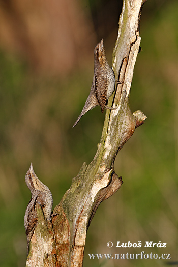 Torcecuello