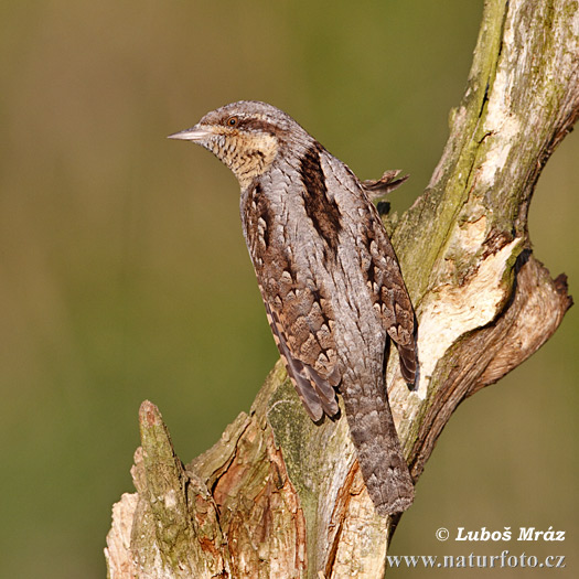 Torcecuello