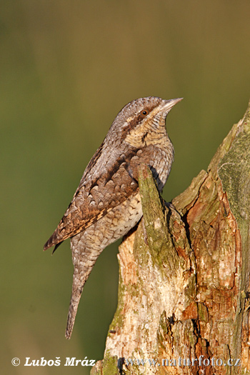 Torcecuello