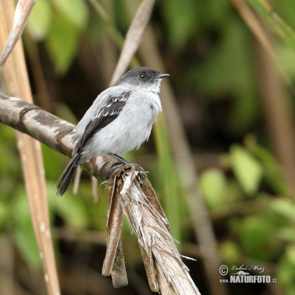 Torrent Tyrannulet (Serpophaga cinerea)