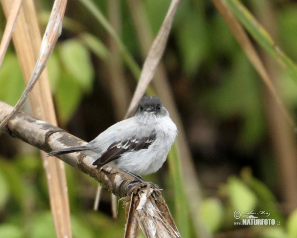 Torrent Tyrannulet (Serpophaga cinerea)