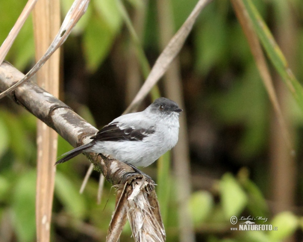 Torrent Tyrannulet (Serpophaga cinerea)