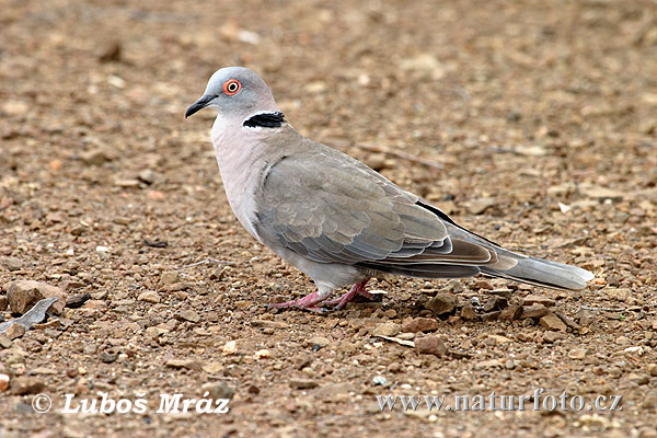 Tortora lamentosa africana