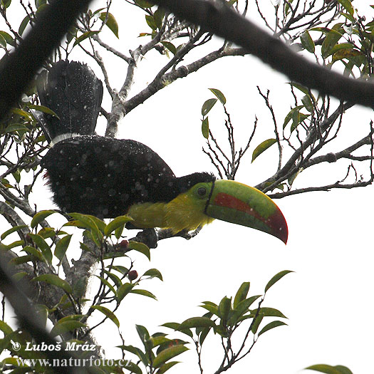 Toucan à carène