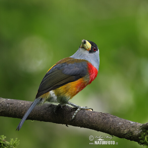 Toucan Barbet (Semnornis ramphastinus)