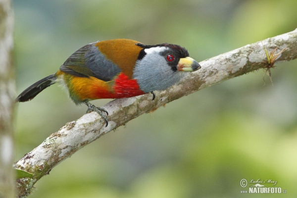 Toucan Barbet (Semnornis ramphastinus)