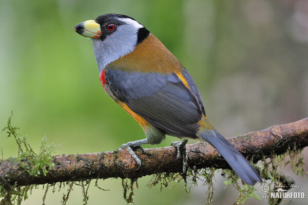 Toucan Barbet (Semnornis ramphastinus)