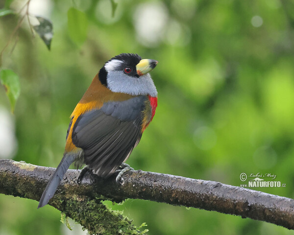 Toucan Barbet (Semnornis ramphastinus)