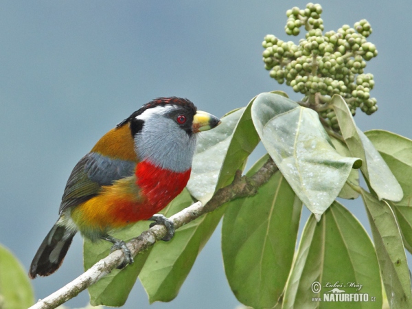 Toucan Barbet (Semnornis ramphastinus)