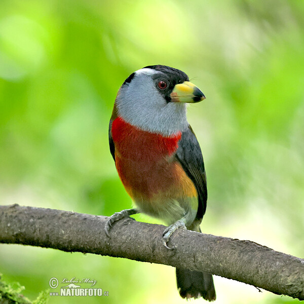 Toucan Barbet (Semnornis ramphastinus)