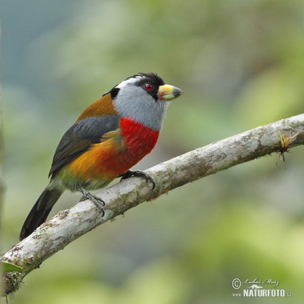 Toucan Barbet (Semnornis ramphastinus)