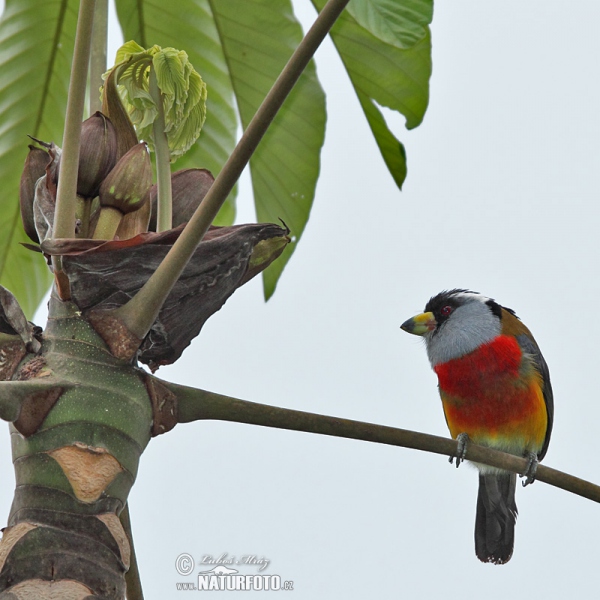 Toucan Barbet (Semnornis ramphastinus)