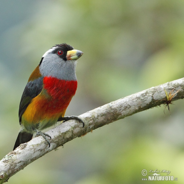 Toucan Barbet (Semnornis ramphastinus)