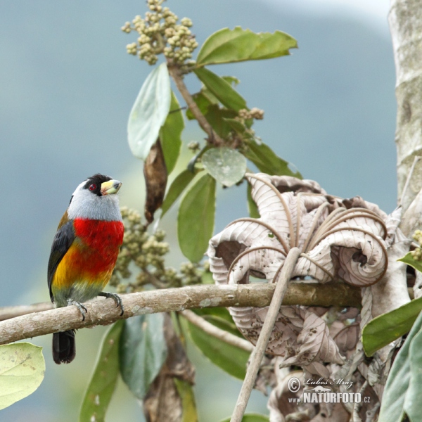 Toucan Barbet (Semnornis ramphastinus)