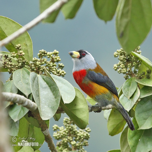 Toucan Barbet (Semnornis ramphastinus)