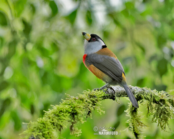 Toucan Barbet (Semnornis ramphastinus)