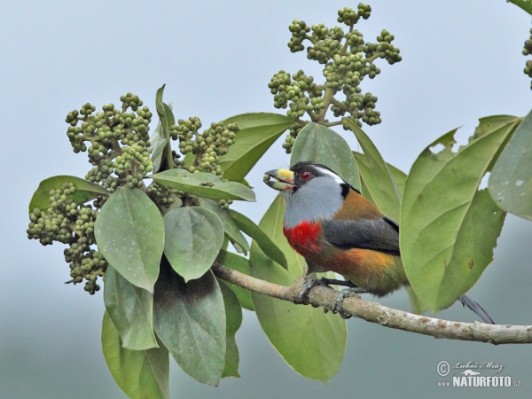 Toucan Barbet (Semnornis ramphastinus)