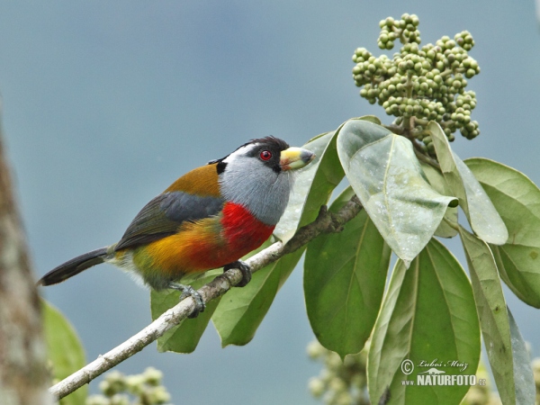 Toucan Barbet (Semnornis ramphastinus)