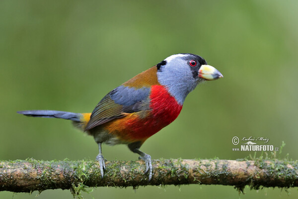 Toucan Barbet (Semnornis ramphastinus)