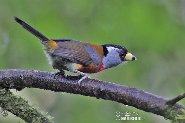 Toucan Barbet (Semnornis ramphastinus)