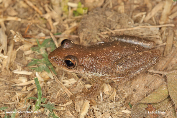 Tree frog (Scinax fuscovarius)
