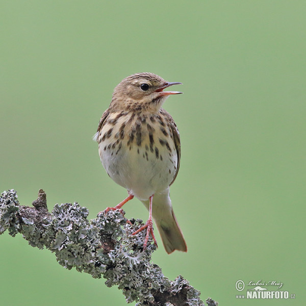 Tree Pipit (Anthus trivialis)