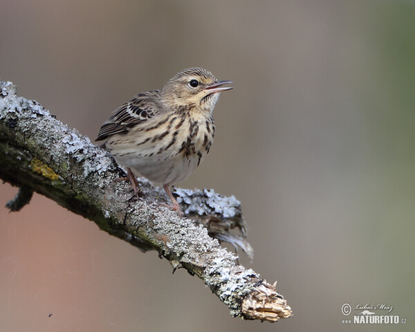 Tree Pipit (Anthus trivialis)