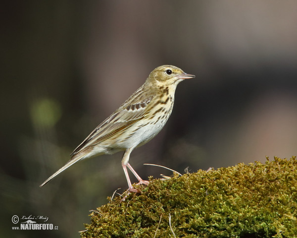 Tree Pipit (Anthus trivialis)